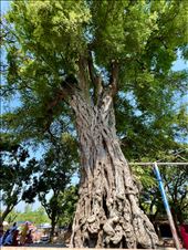 tree by Kusumba Mosque: by krodin, Views[175]