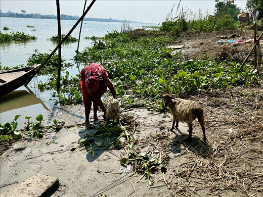 not sure the sheep wants a bath
