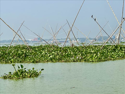 birds on the posts for the fishing nets in the middle of the Meghna River