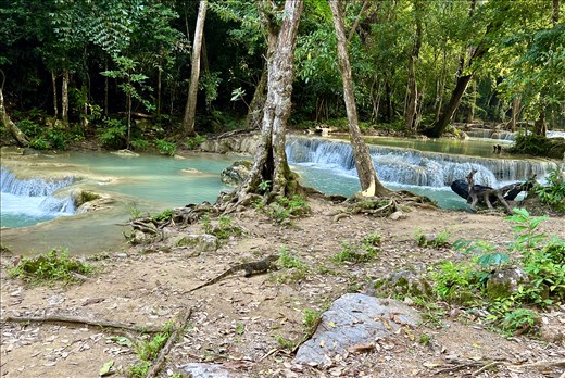 Monitor lizard by 1st level of Erawan Waterfalls