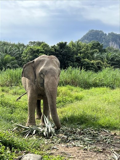 Elephant Sanctuary