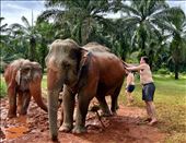 elephant mud bath: by krodin, Views[394]