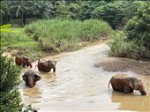 Elephants getting ready for scrubbing after getting a mud bath, Elephant Sanctuary: by krodin, Views[283]
