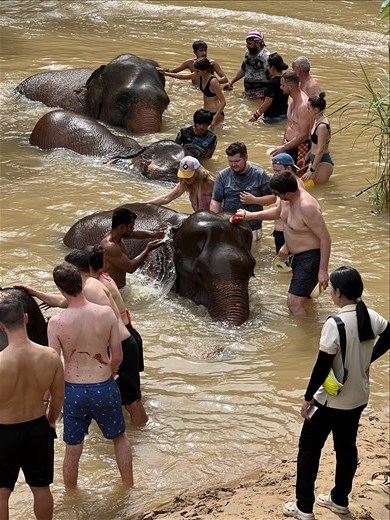 cleaning the elephants, Elephant Sanctuary