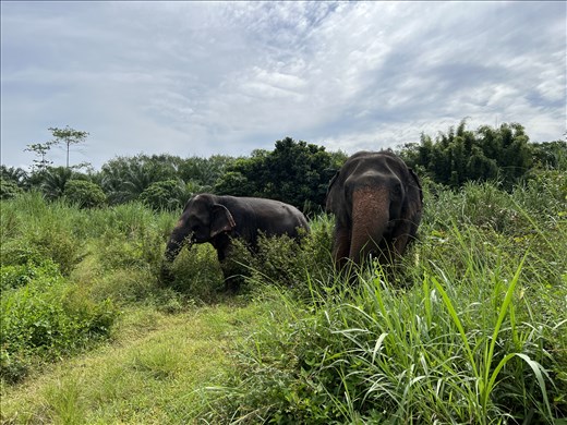 cleaned and fed, now the elephants roam freely