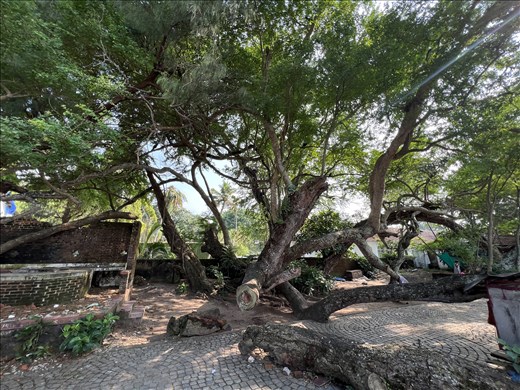 400+ year tree in Fort Kochi