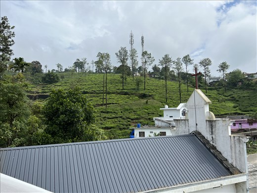 tea plantations by Sacred Heart - they are throughout the entire area and cover all the hillsides