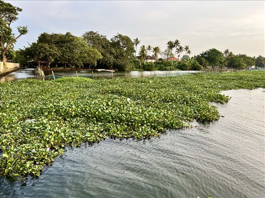 sunset cruise on Lake Vembanad