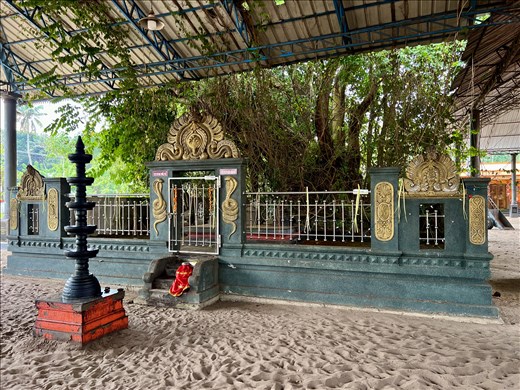 sacred tree on temple grounds