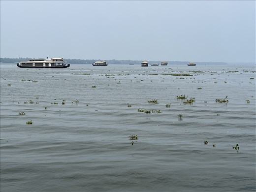 houseboats in the backwaters, Alleppey