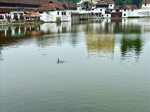 local Nessi in front ot Padmanabha Swami Temple