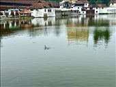 local Nessi in front ot Padmanabha Swami Temple: by krodin, Views[168]