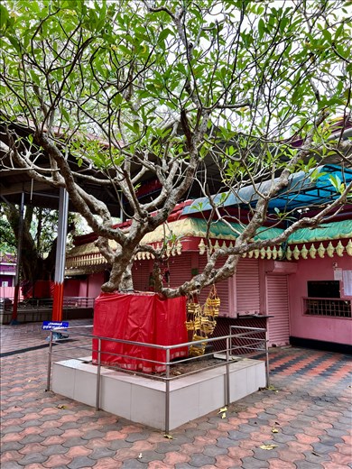 wishing tree for children