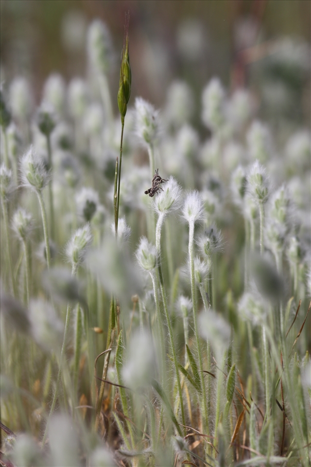 A cricket holds on through the breeze
