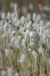 A cricket holds on through the breeze: by krystasjournal, Views[266]