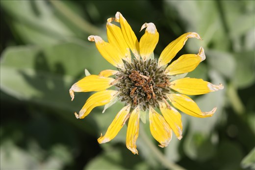 A sun burnt flower says its goodbyes before its petals drop