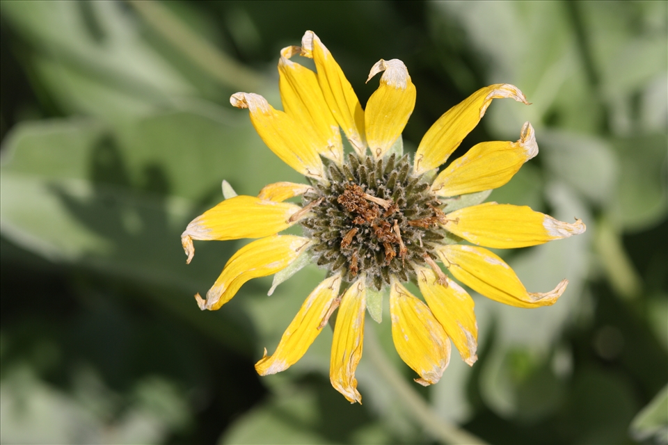 A sun burnt flower says its goodbyes before its petals drop