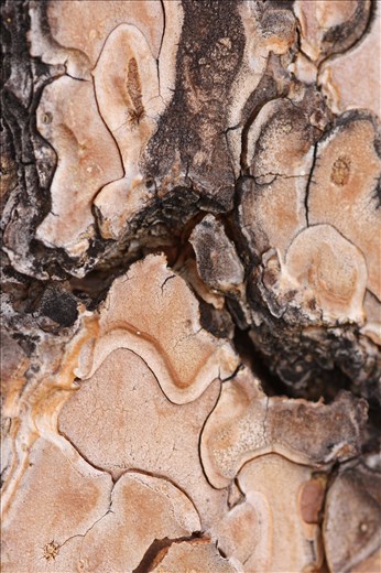 High on the mountain top, cracking and chipping tree bark