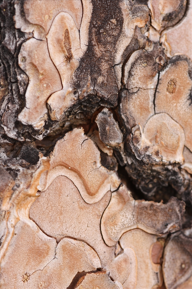 High on the mountain top, cracking and chipping tree bark