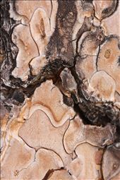 High on the mountain top, cracking and chipping tree bark: by krystasjournal, Views[263]