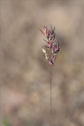 The soft and simple beauty of oneness