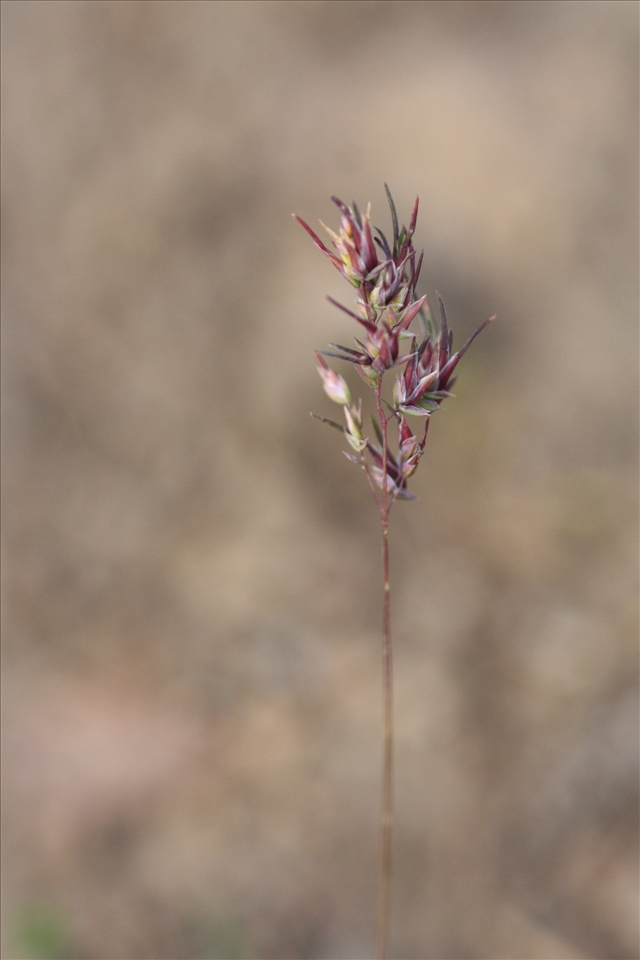 The soft and simple beauty of oneness