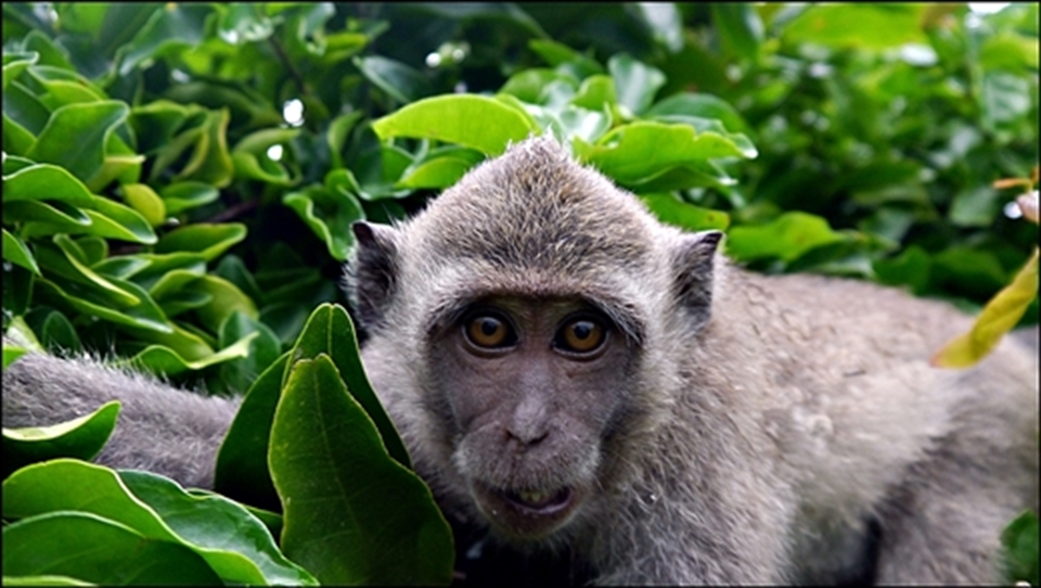 Mother Temple of Besakih, Bali, Indonesia