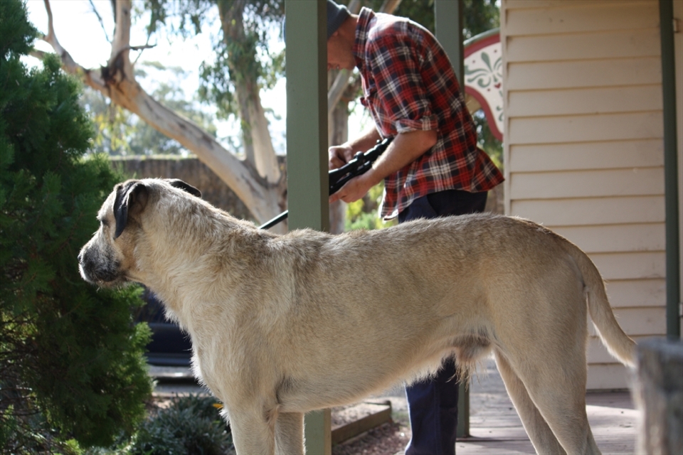 Off shooting rabbits with our Dog Mac