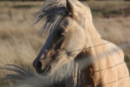 true beauty of animals