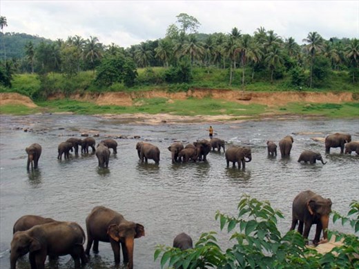 Pinawalla Elephant Orphanage