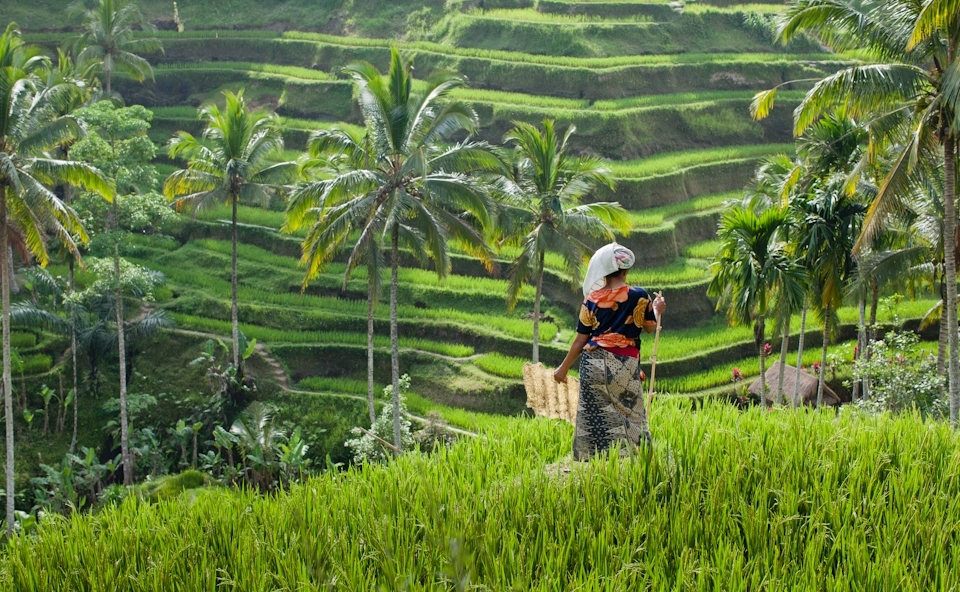 The rice terraces near Ubud, Bali are something that needs to be seen. The fields are the most vibrant green. This lady paced back and forth loudly banging a stick and an old piece of perspex to scare away any birds. I loved the colours of her clothes against the green on the fields.