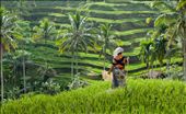The rice terraces near Ubud, Bali are something that needs to be seen. The fields are the most vibrant green. This lady paced back and forth loudly banging a stick and an old piece of perspex to scare away any birds. I loved the colours of her clothes against the green on the fields.: by kurst22, Views[2997]