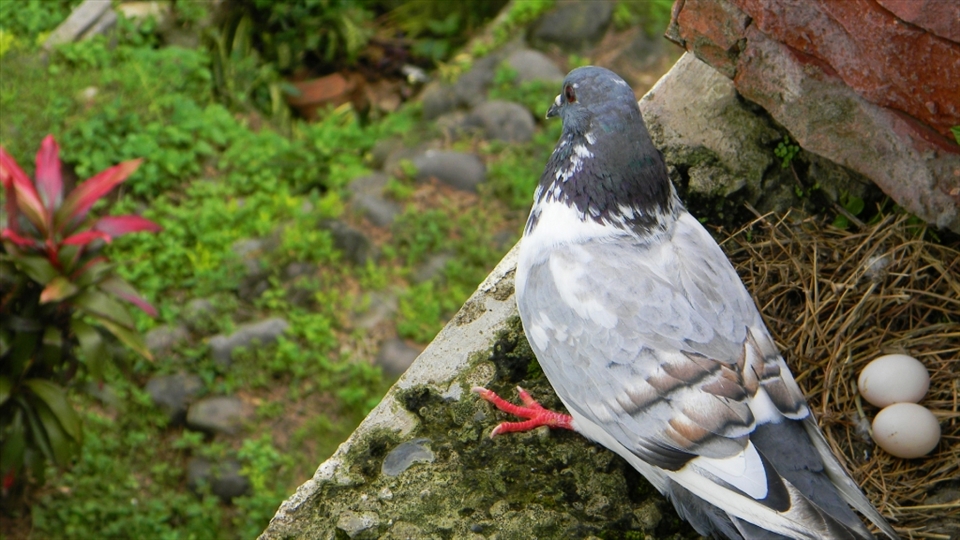 The lurking mother dove: A dove lurks below the 3-floor building with her eggs behind her which are settled on the nest.