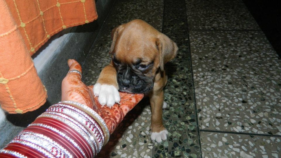 Humans and Animals Frinedship 