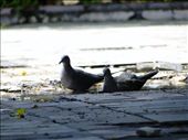Nature and Peace: by kush, Views[388]
