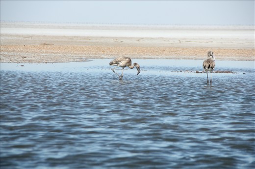 The endless white rann houses many such blue ponds where migratory birds rest.