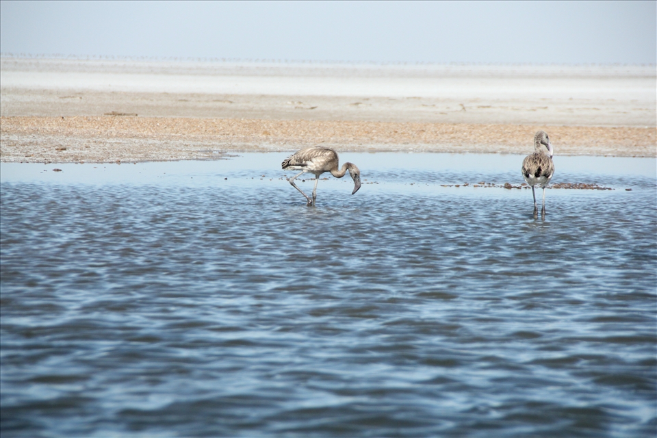 The endless white rann houses many such blue ponds where migratory birds rest.