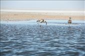 The endless white rann houses many such blue ponds where migratory birds rest.: by kutch-india, Views[332]