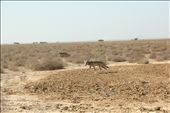 Rare and close spottings of wild foxes and wolves made the icing on the cake: by kutch-india, Views[343]