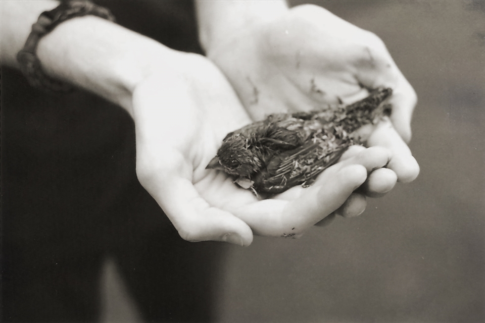 A bird saved before drowning in flood waters.