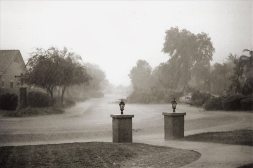 Fallen trees block the road.