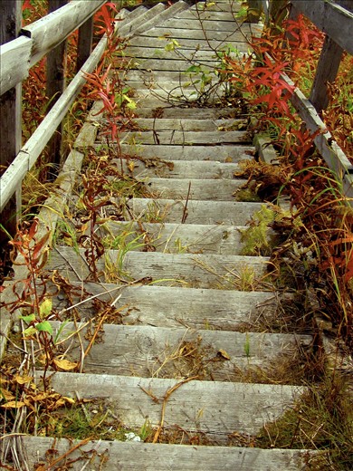 Overgrown Stairway: Alaska, September 2011: Fireweed overtakes a well worn stairway on Fishhook Road, across from the abandoned Motherload Lodge in the Talkeetna Mountains outside Palmer, AK.  Nearby a trail follows the Little Susitna river deep into Hatcher Pass giving access to the few remaining glaciers that long ago covered the area. 