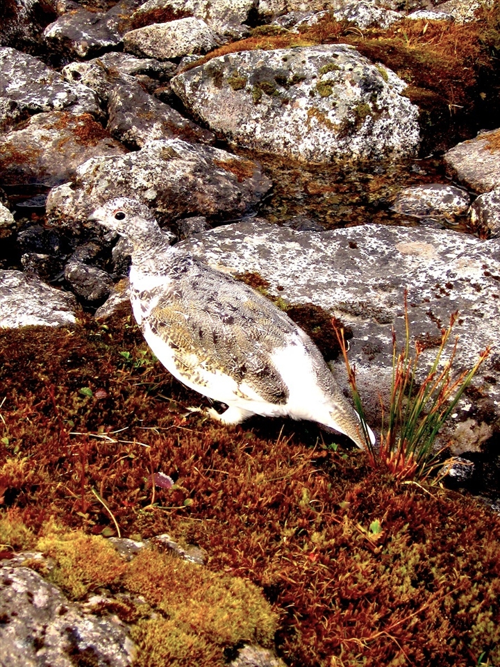 Ptarmigan Again: This social Ptarmigan unfazed by the sight of humans was sporting its seasonal  camouflage that matched perfect with the terrain. This, along with its family of 4 others would feed in the mornings behind the Mint Hut giving us a pleasant natural alarm.