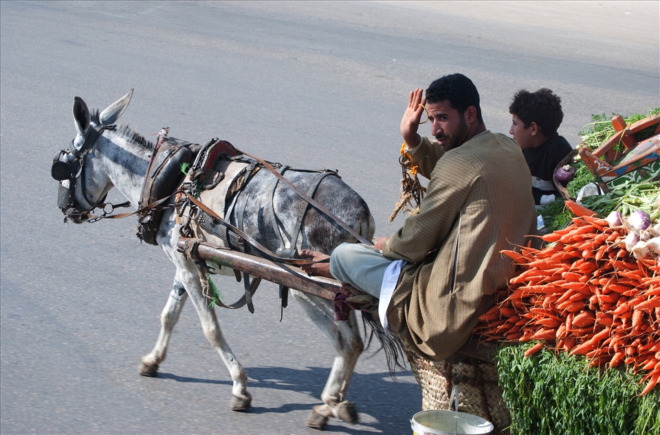A farmer in Giza shows crop transportation remains unchanged and pure.