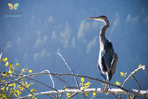 Squamish - British Columbia, Canada. This guy was great to see at the end of a beautiful day in the rockies. Didn't mind me at all relaxing by the shore and admiring him hunting for this next meal.