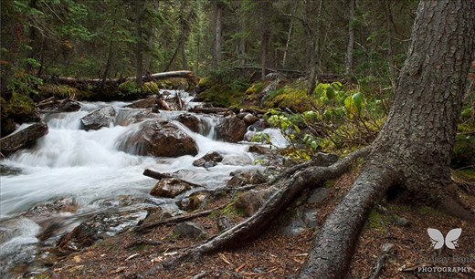 Lake Lousie - Banff, Alberta, Canada - Off a trail near  Lake Lousie, I came upon this lonely river. I completely imagined myself as an animal hanging out here taking a drink of water.