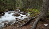 Lake Lousie - Banff, Alberta, Canada - Off a trail near  Lake Lousie, I came upon this lonely river. I completely imagined myself as an animal hanging out here taking a drink of water.: by l_bonk, Views[526]