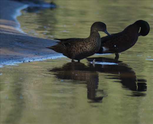 Taking a break on the shore