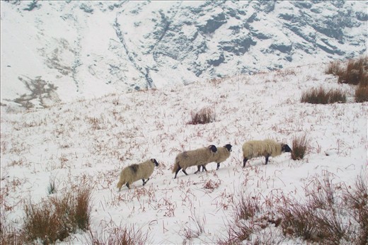 Tough Times for Grazers