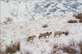 Tough Times for Grazers: by lableubelle, Views[247]